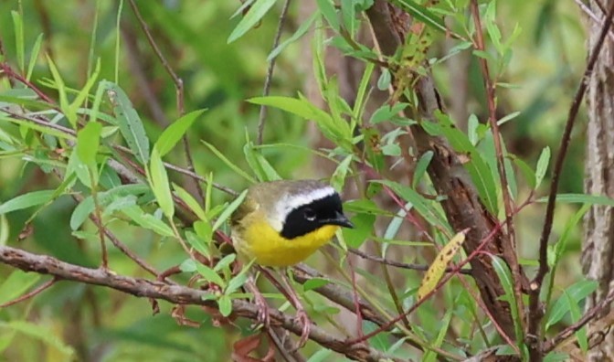 Common Yellowthroat - ML637113242