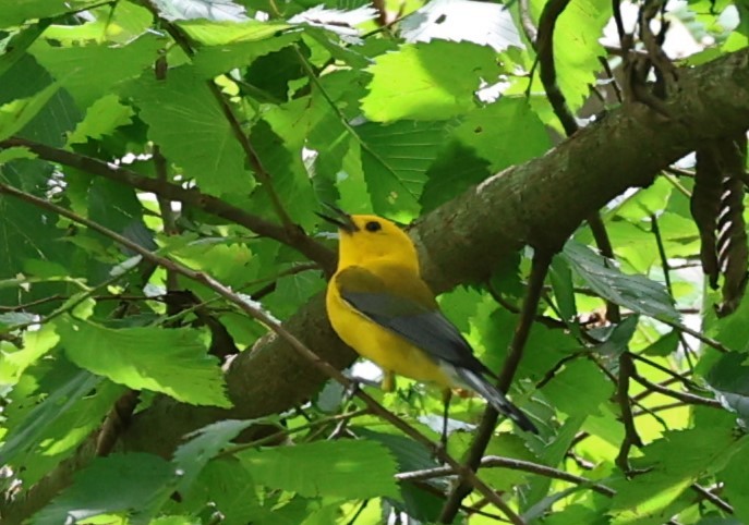 Prothonotary Warbler - ML637113258