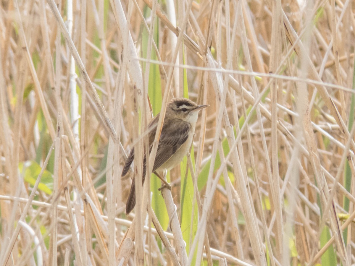 Sedge Warbler - ML637113271
