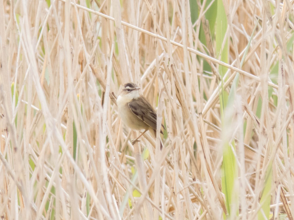 Sedge Warbler - ML637113272