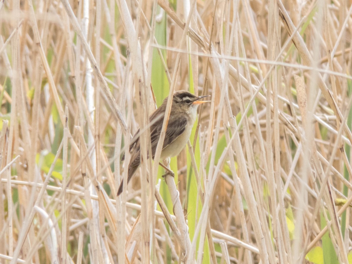 Sedge Warbler - ML637113273