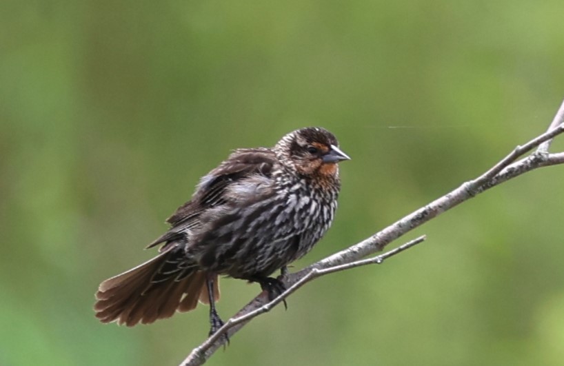 Red-winged Blackbird - ML637113275