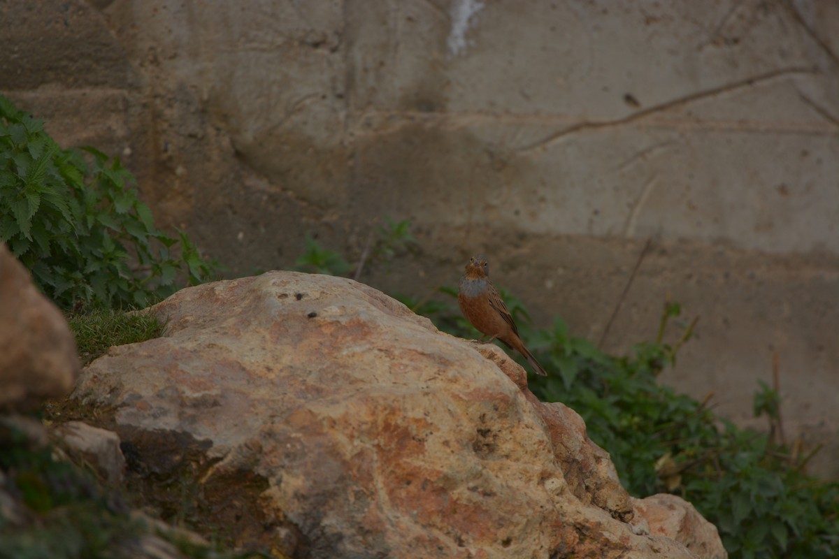 Cretzschmar's Bunting - ML637113280