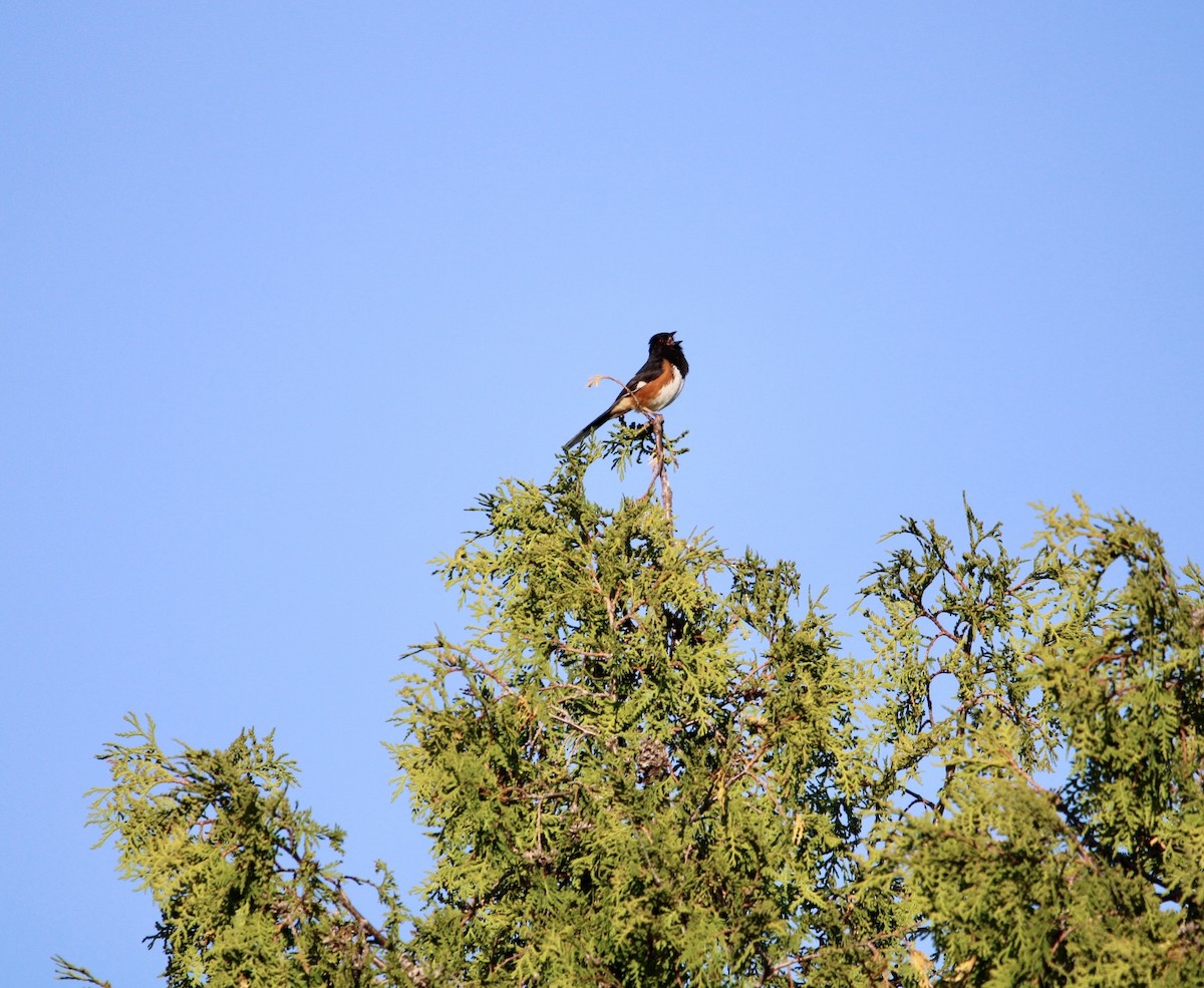 Eastern Towhee - ML637113292