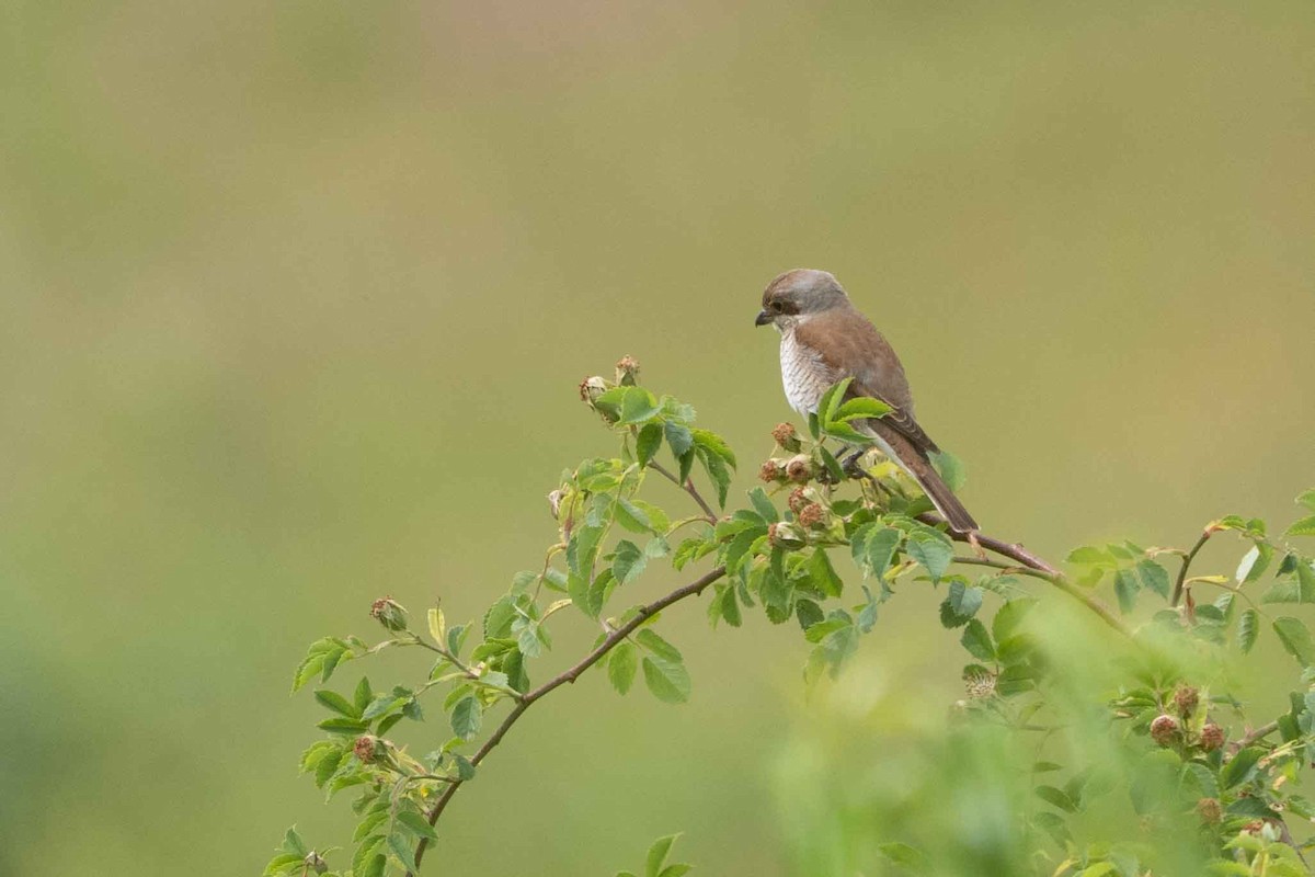 Red-backed Shrike - ML637113313