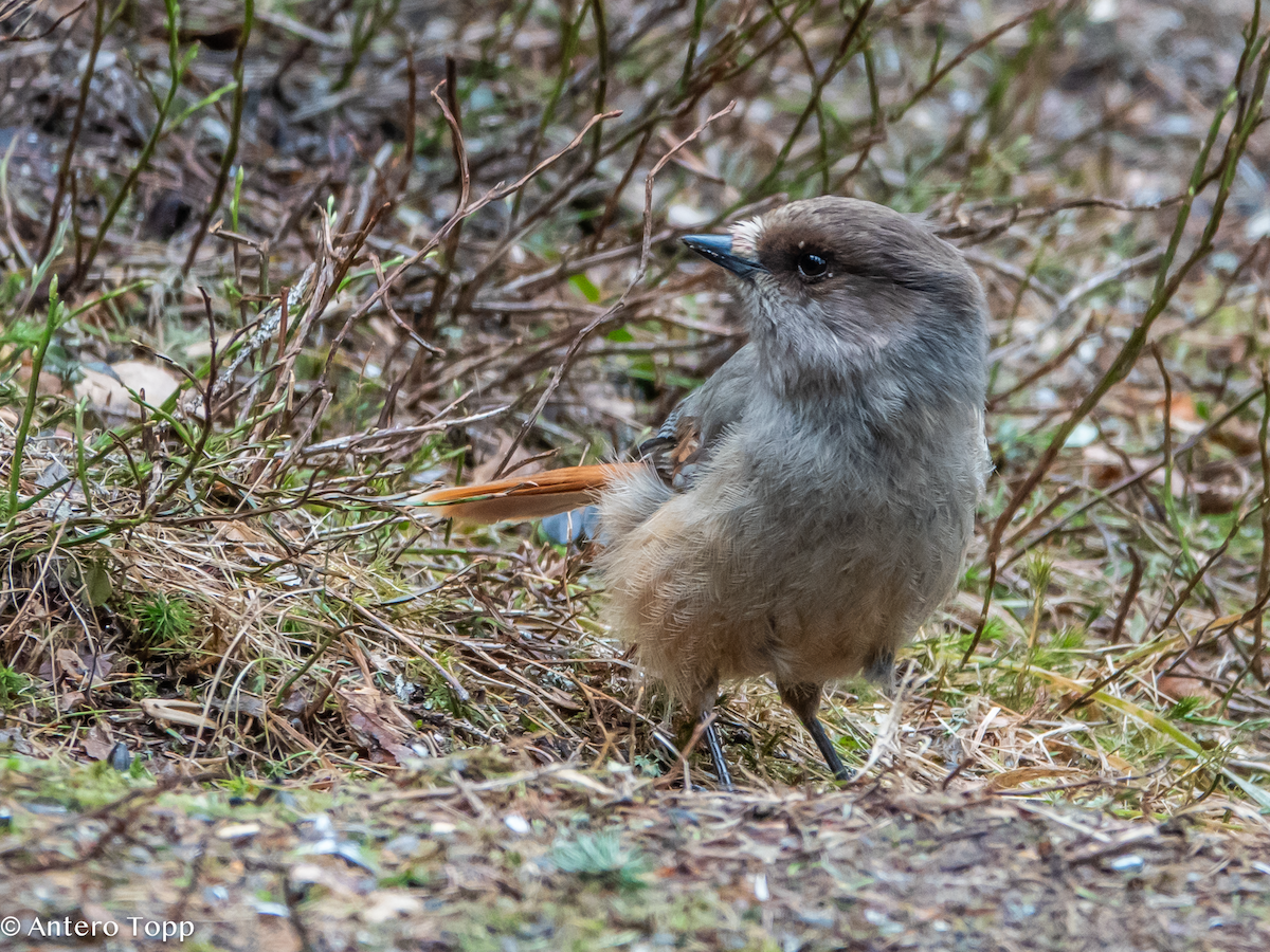 Siberian Jay - ML637113362