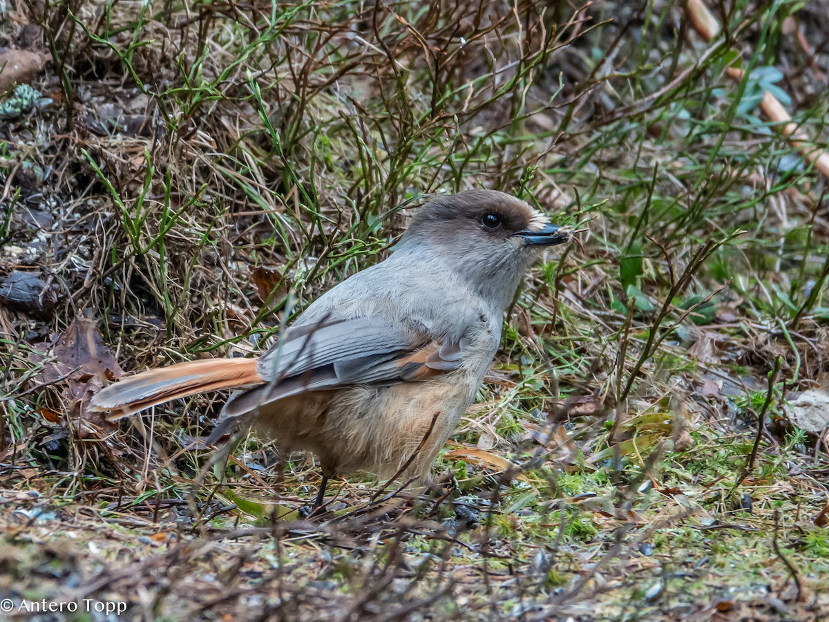 Siberian Jay - ML637113363