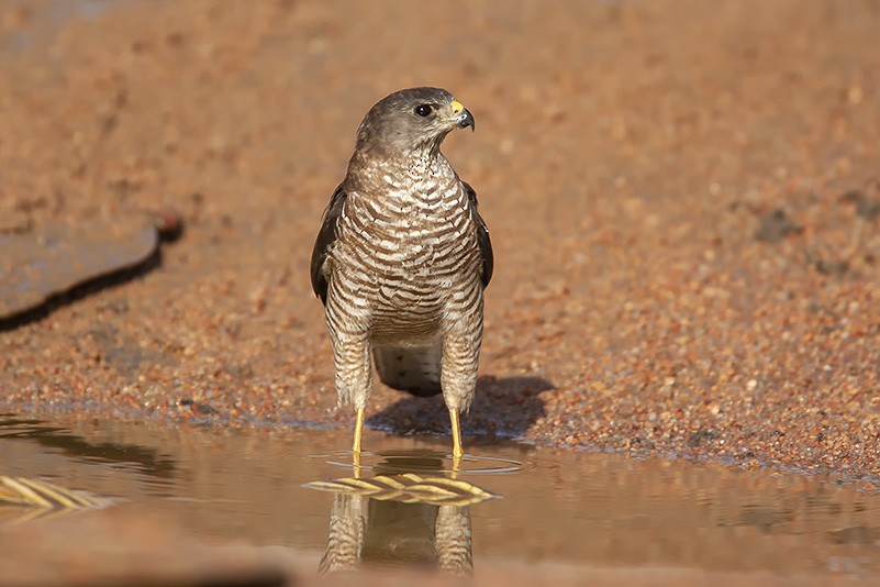 Levant Sparrowhawk - ML637113418