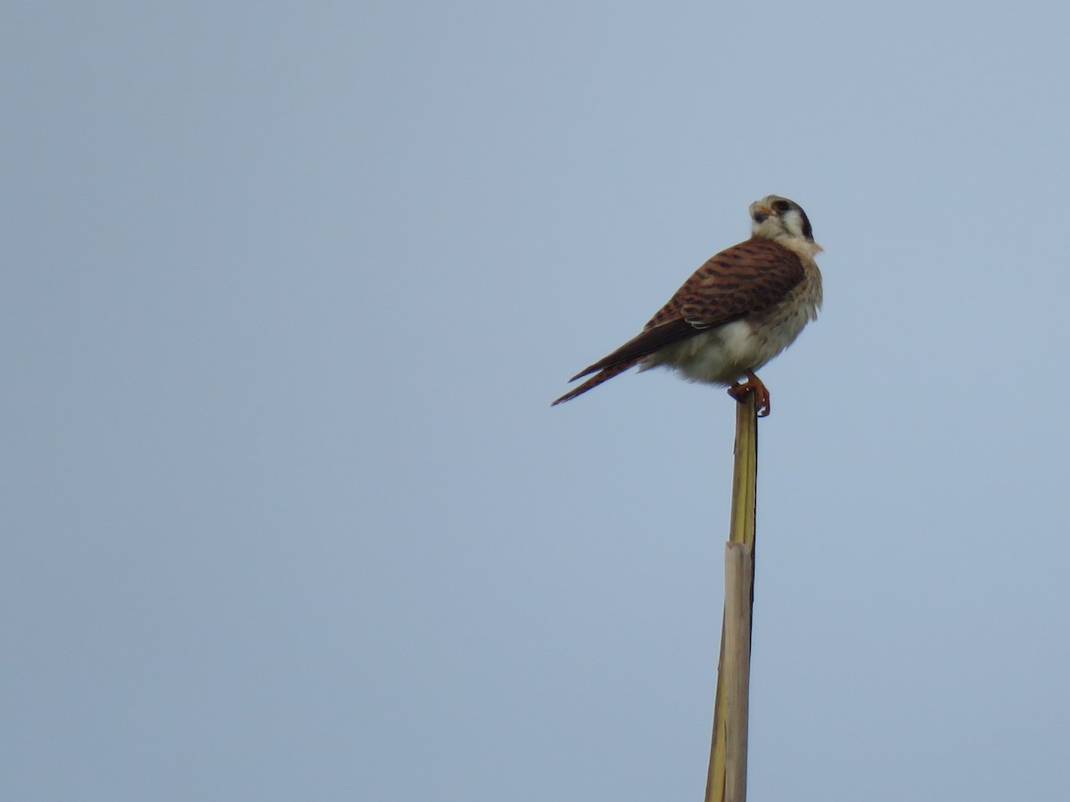 American Kestrel (Hispaniolan) - ML637113610