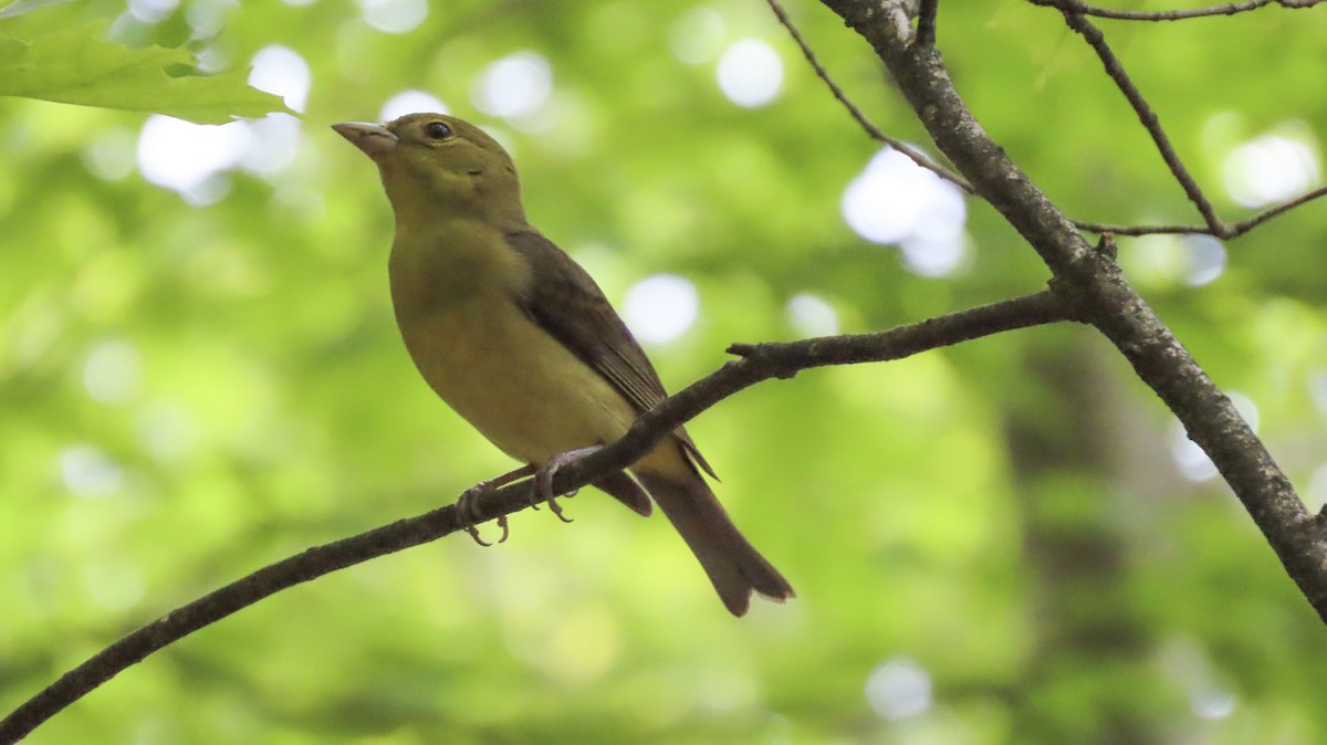 Scarlet Tanager - ML637113658