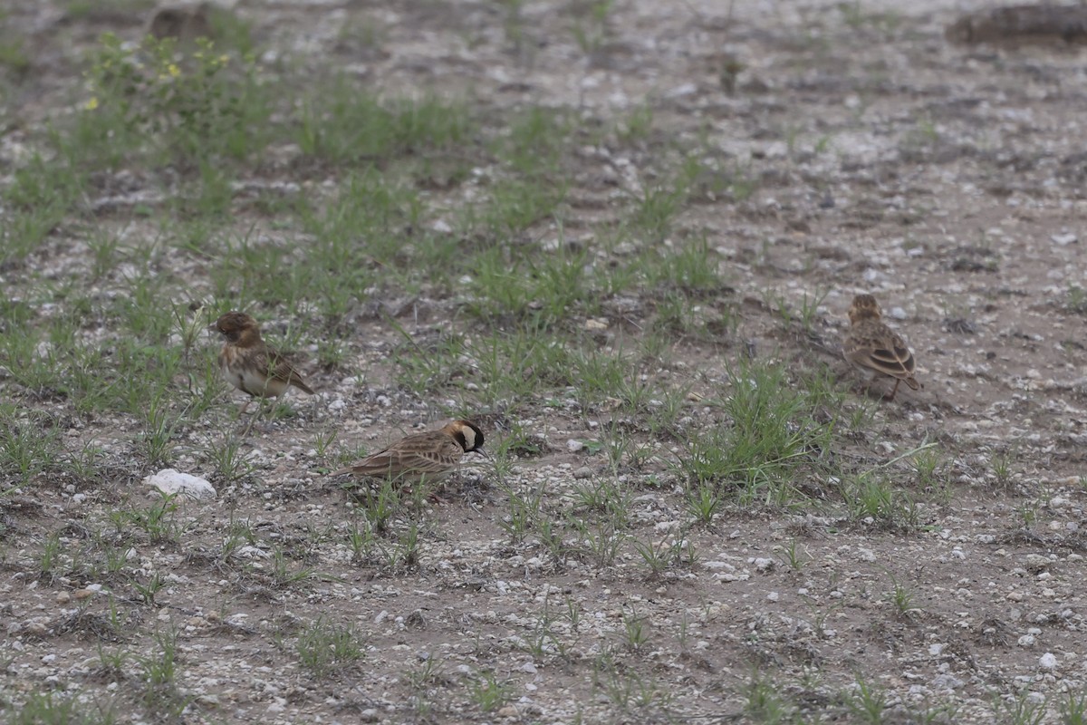 Fischer's Sparrow-Lark - ML637113661