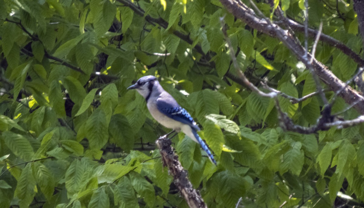 Blue Jay - ML637113720
