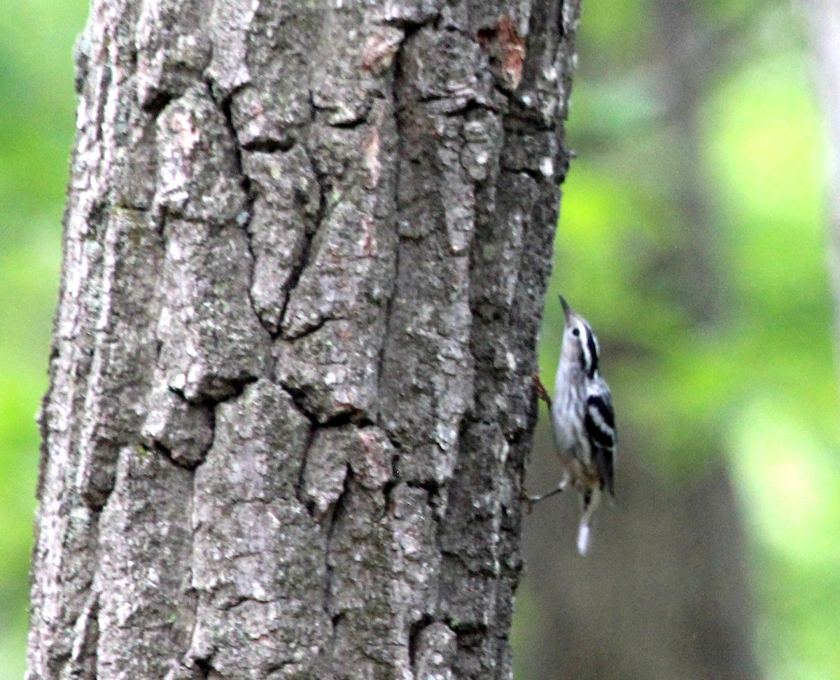 Black-and-white Warbler - ML637113727