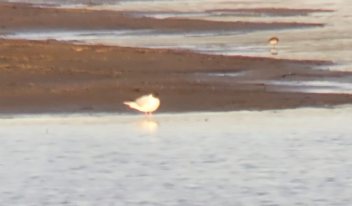 Gabbiano di Bonaparte - ML637113797