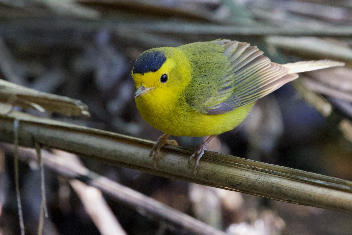 Wilson's Warbler - ML637113806
