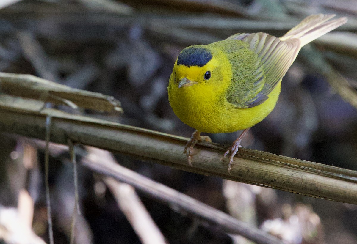 Wilson's Warbler - ML637113807