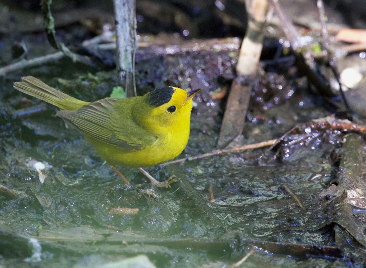 Wilson's Warbler - ML637113808