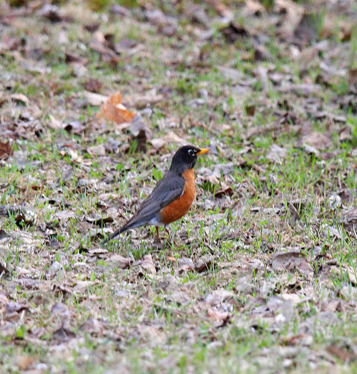 Дрізд мандрівний - ML637113910