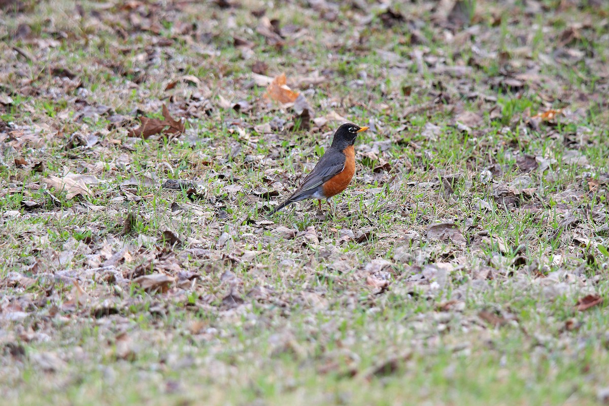 Дрізд мандрівний - ML637113911