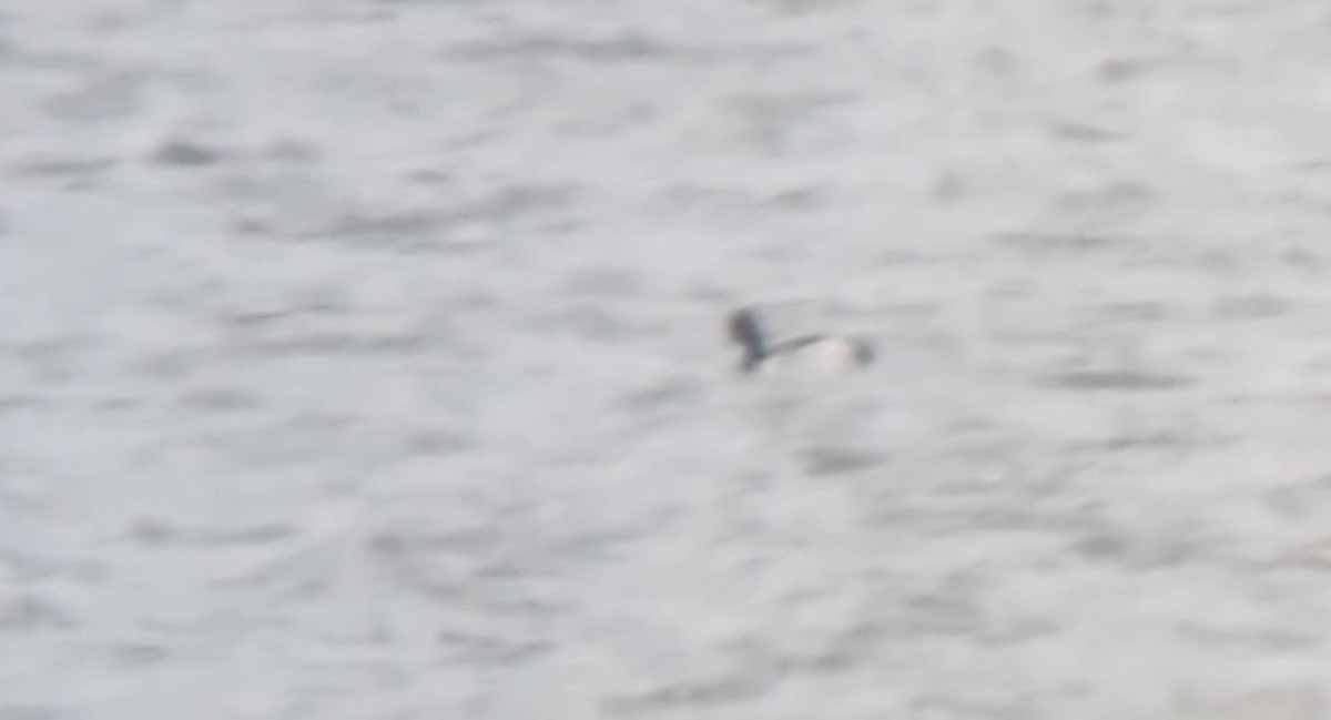 Moretta dal collare - ML637113916