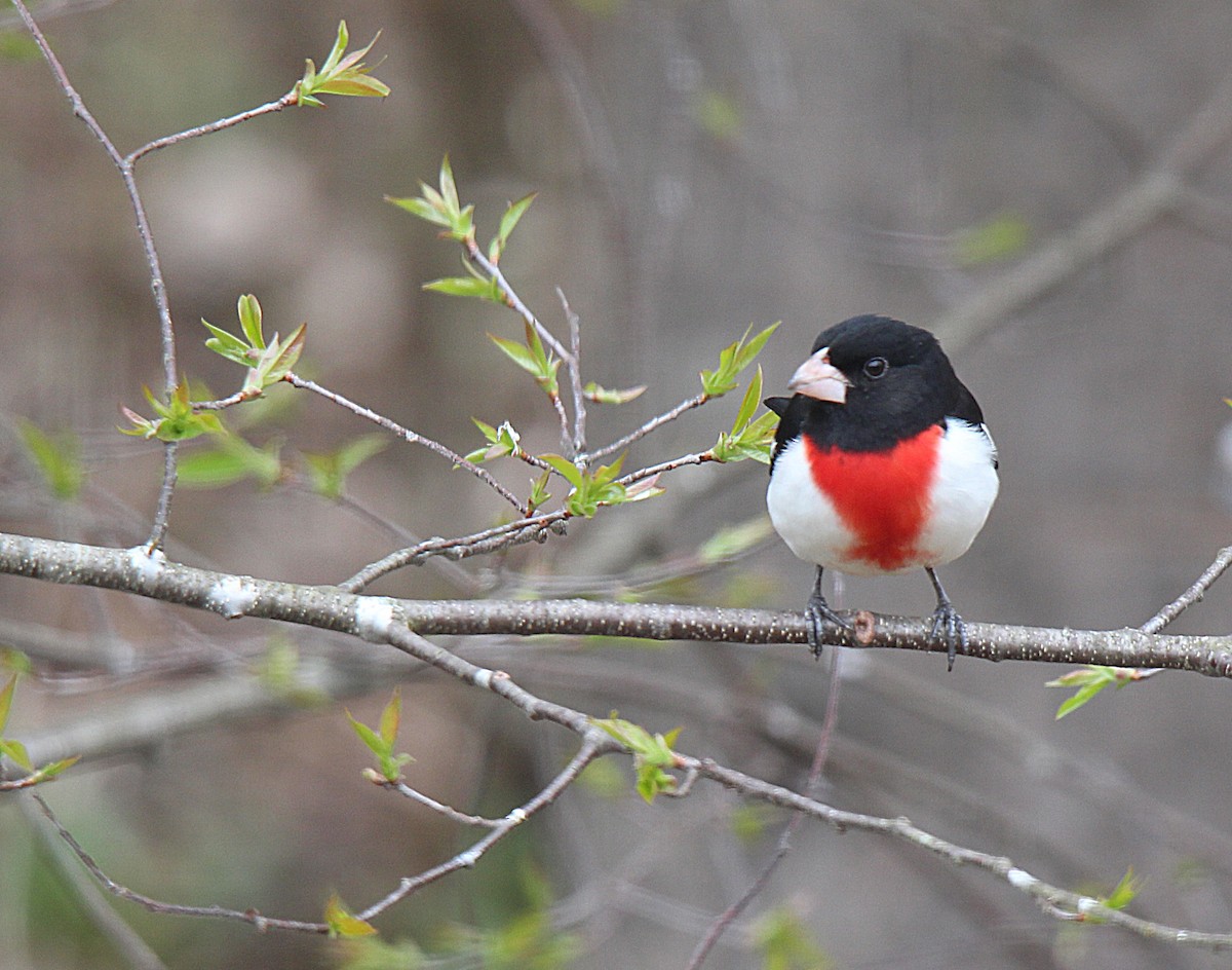 Rose-breasted Grosbeak - ML637113954