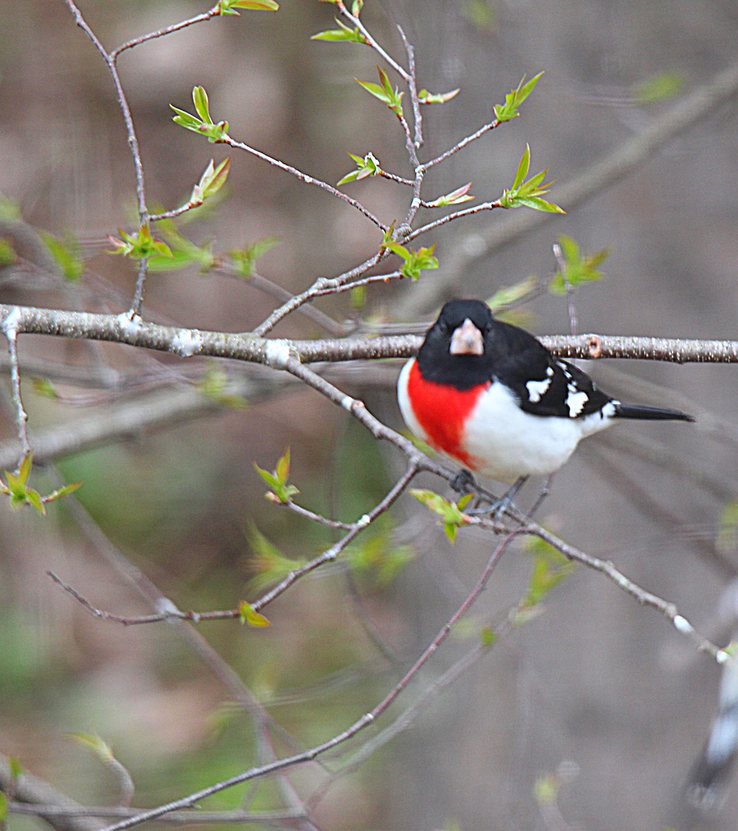 Rose-breasted Grosbeak - ML637113955