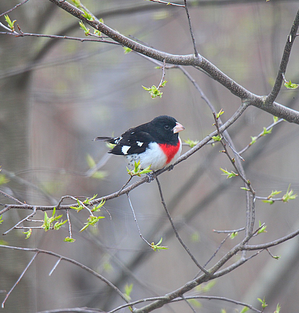 Rose-breasted Grosbeak - ML637113956