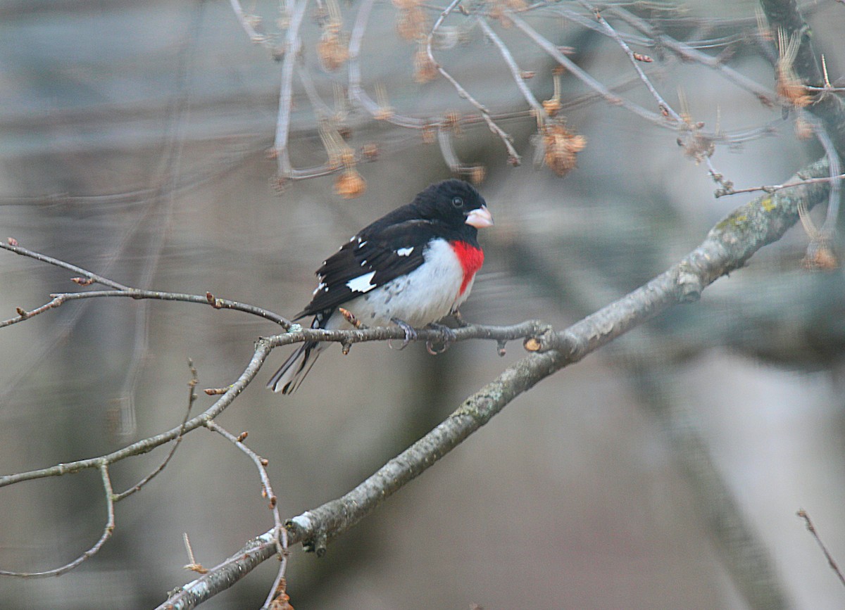 Rose-breasted Grosbeak - ML637113957