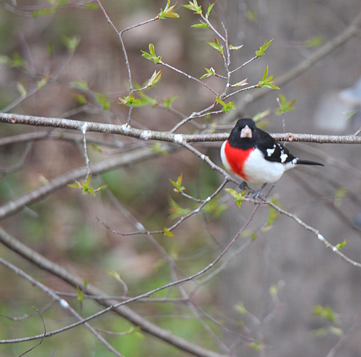 Rose-breasted Grosbeak - ML637113958