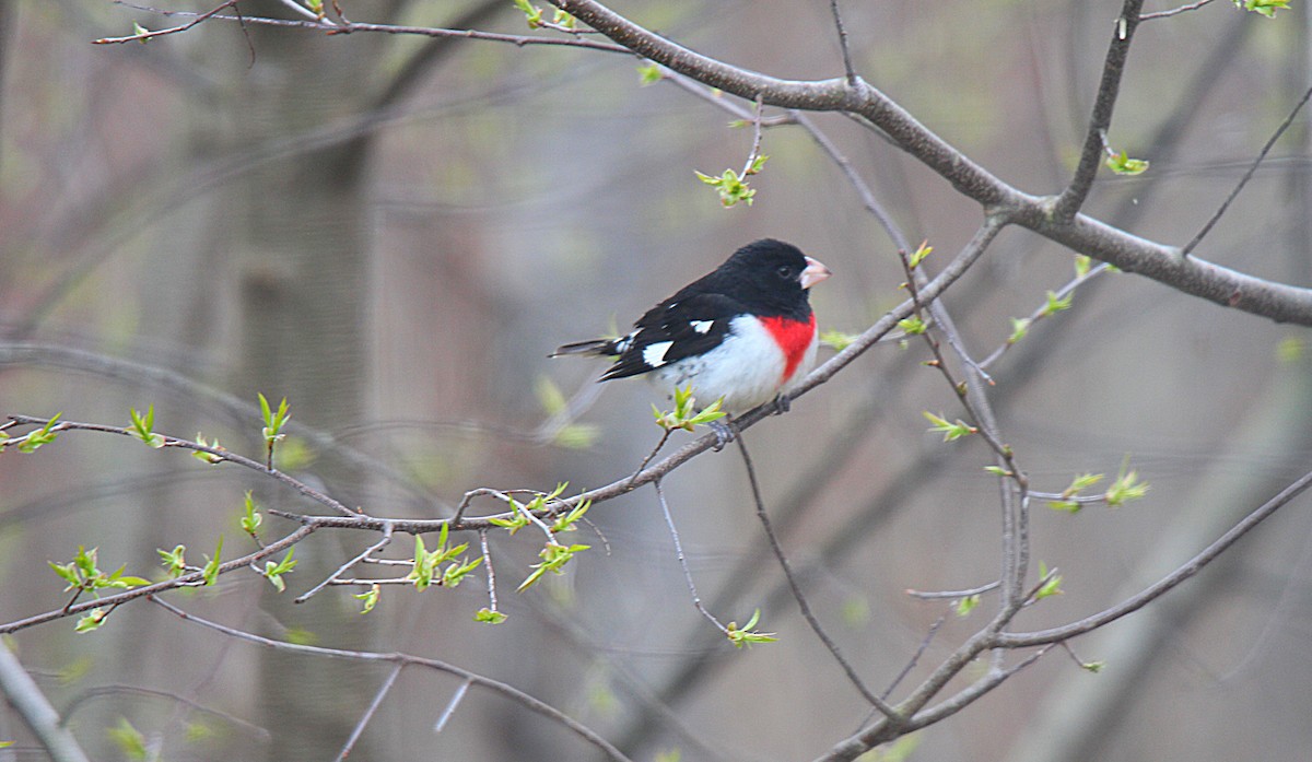 Rose-breasted Grosbeak - ML637113959