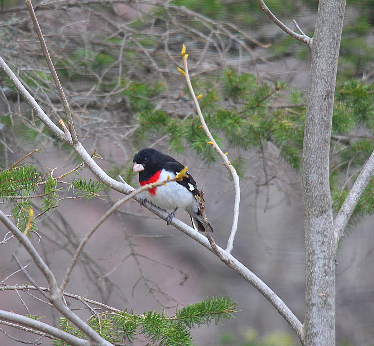 Rose-breasted Grosbeak - ML637113962