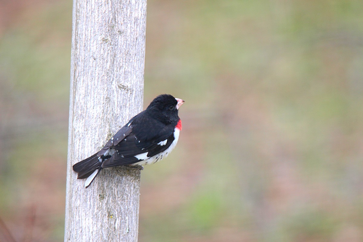 Rose-breasted Grosbeak - ML637113963