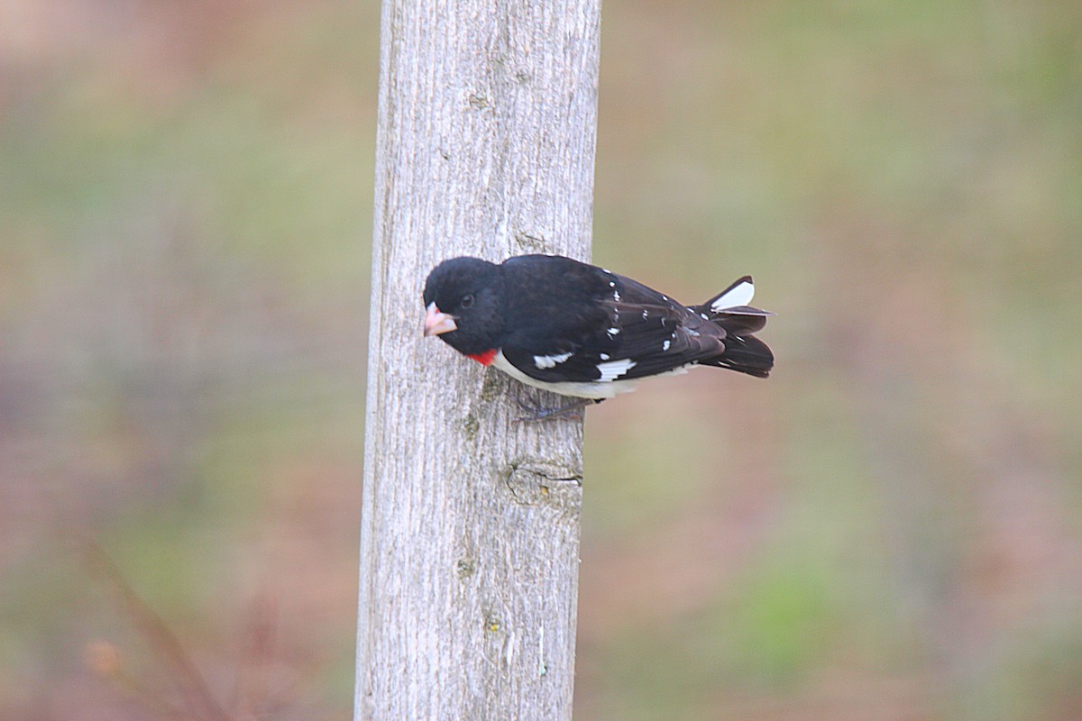 Rose-breasted Grosbeak - ML637113964