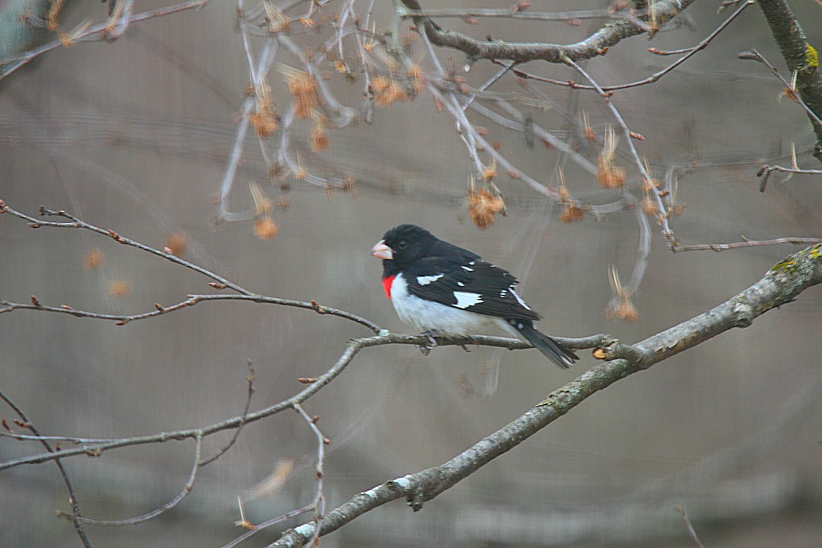 Rose-breasted Grosbeak - ML637113965