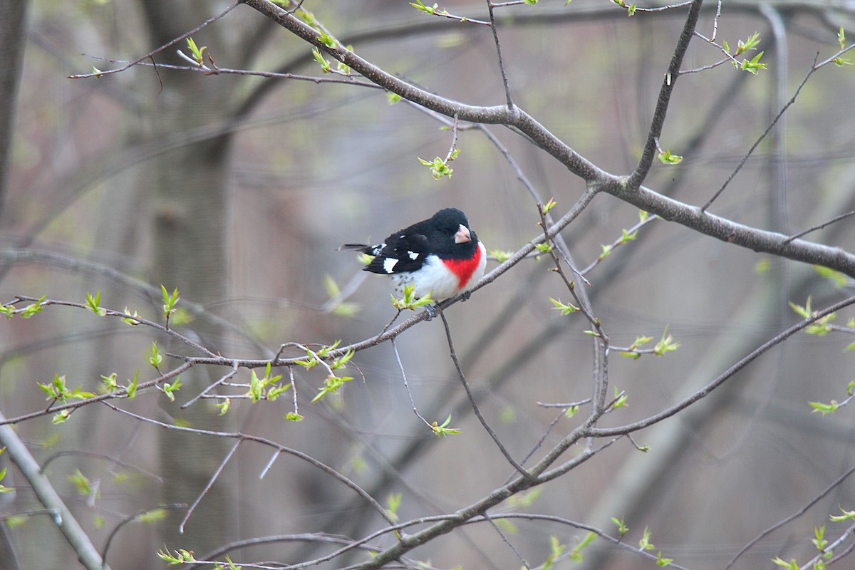 Rose-breasted Grosbeak - ML637113966