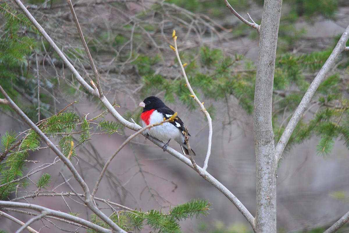 Rose-breasted Grosbeak - ML637113967