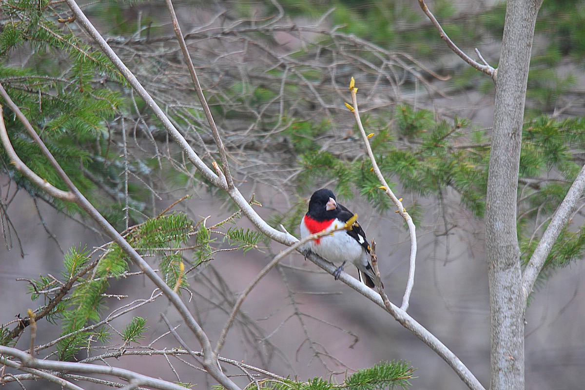 Rose-breasted Grosbeak - ML637113968