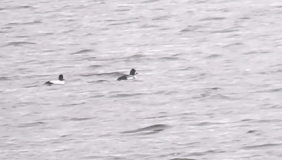 Barrow's Goldeneye - ML637113974