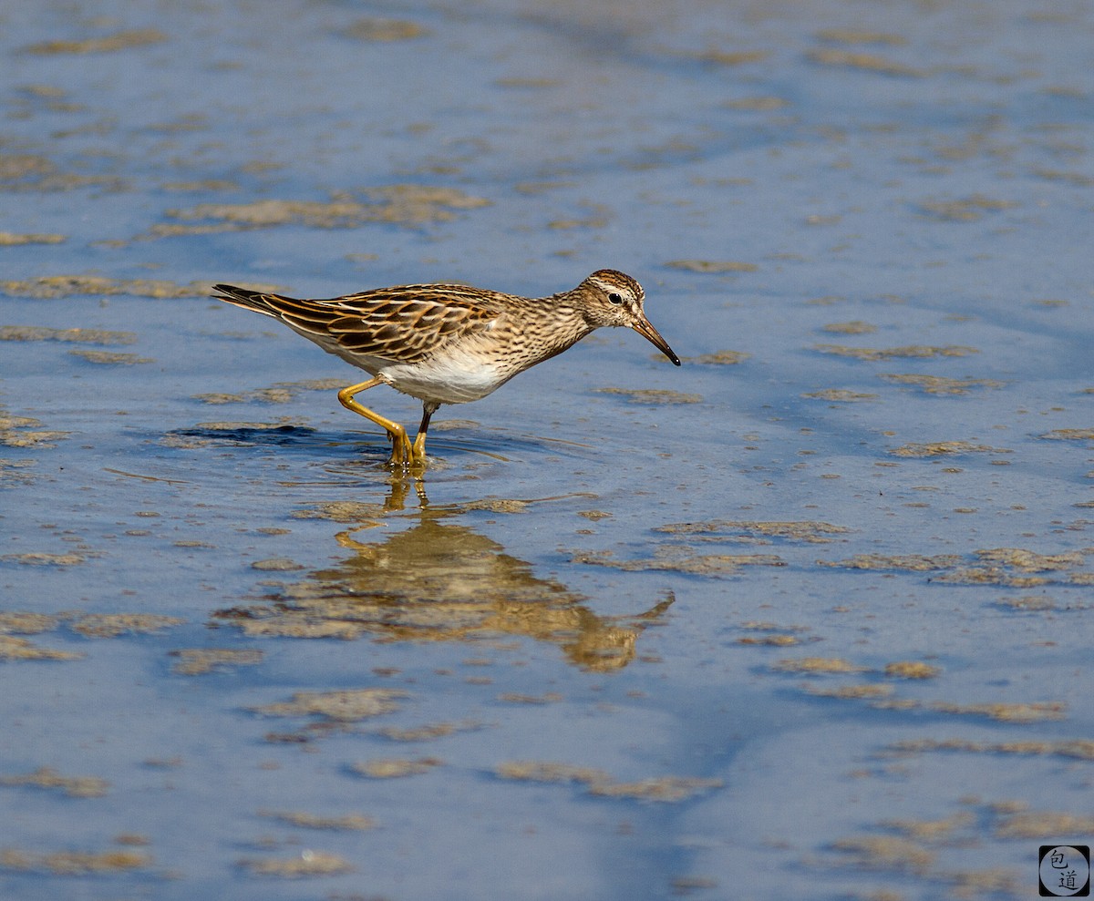 Graubrust-Strandläufer - ML63711401