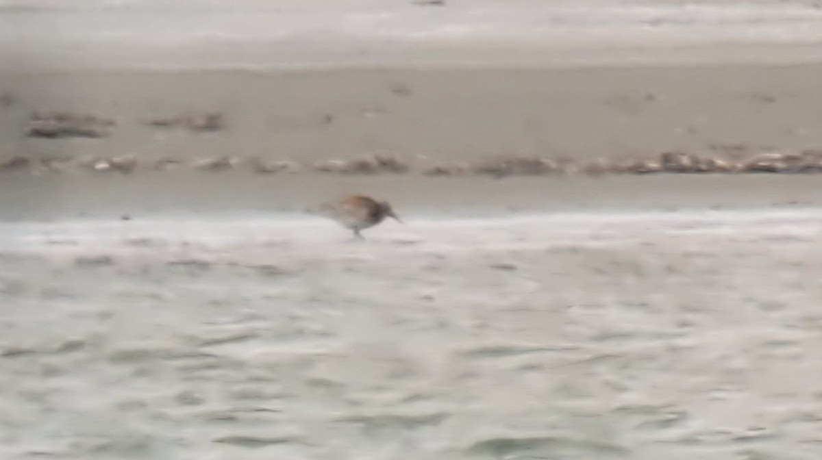 Great Knot - ML637114113