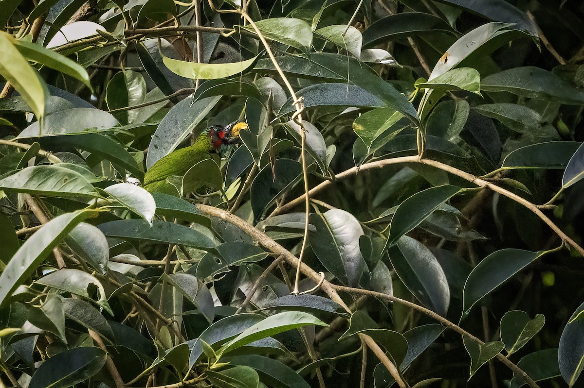 Black-eared Barbet - ML637114172