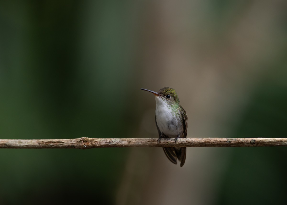 White-bellied Emerald - ML637114408