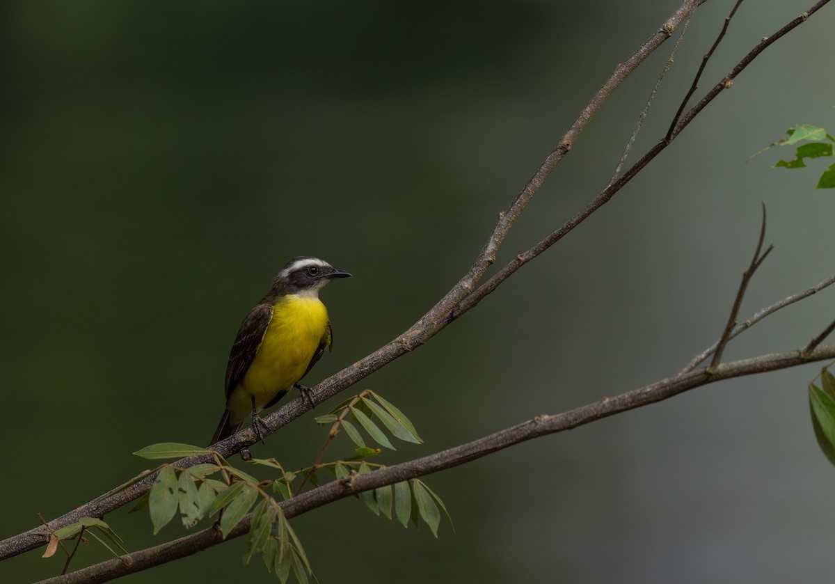 Social Flycatcher - ML637114434
