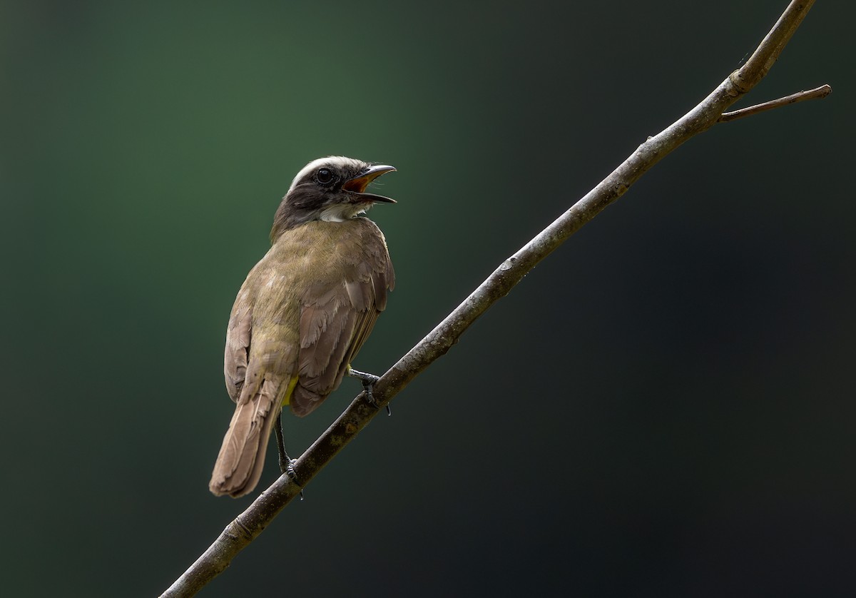 Social Flycatcher - ML637114437