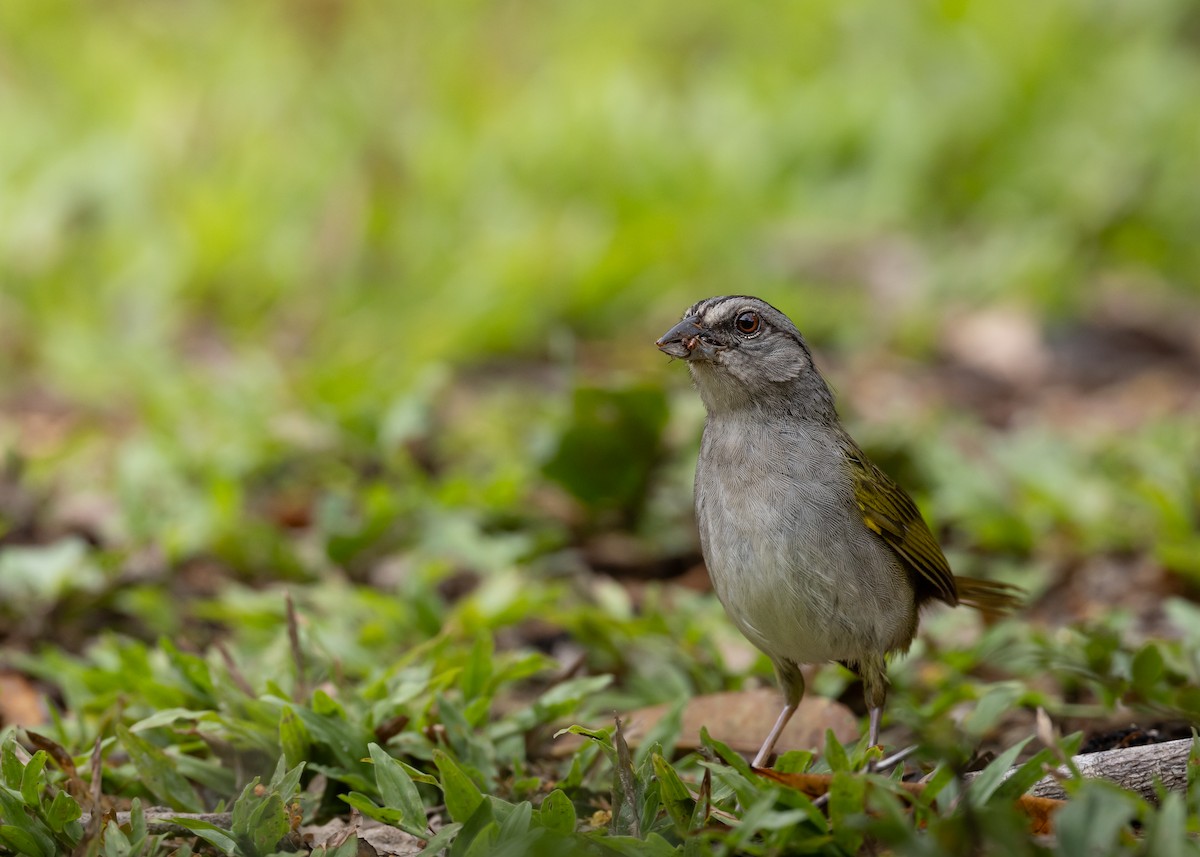 Green-backed Sparrow - ML637114447