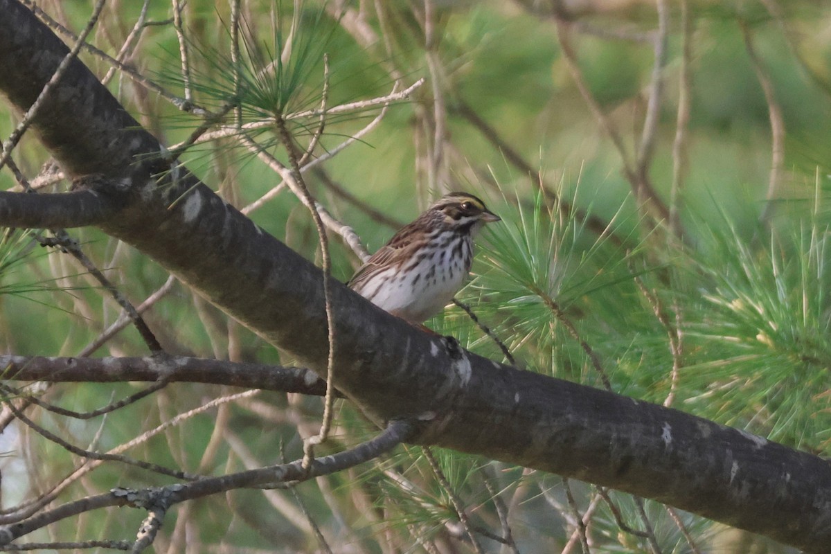 Savannah Sparrow - ML637114449