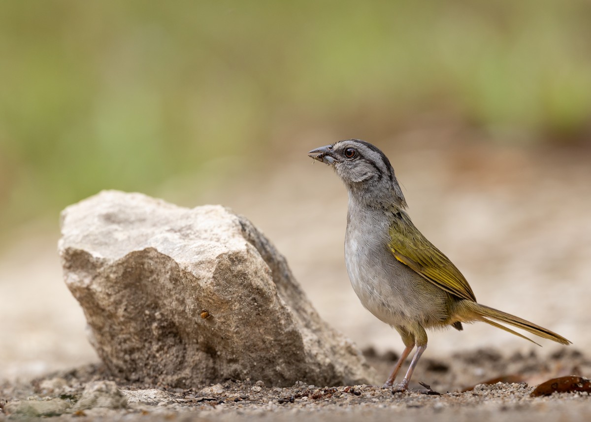 Green-backed Sparrow - ML637114450