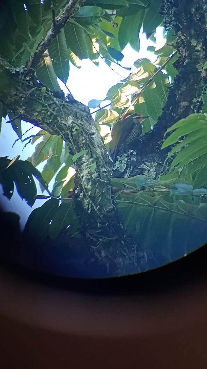 White-browed Woodpecker - ML637114481