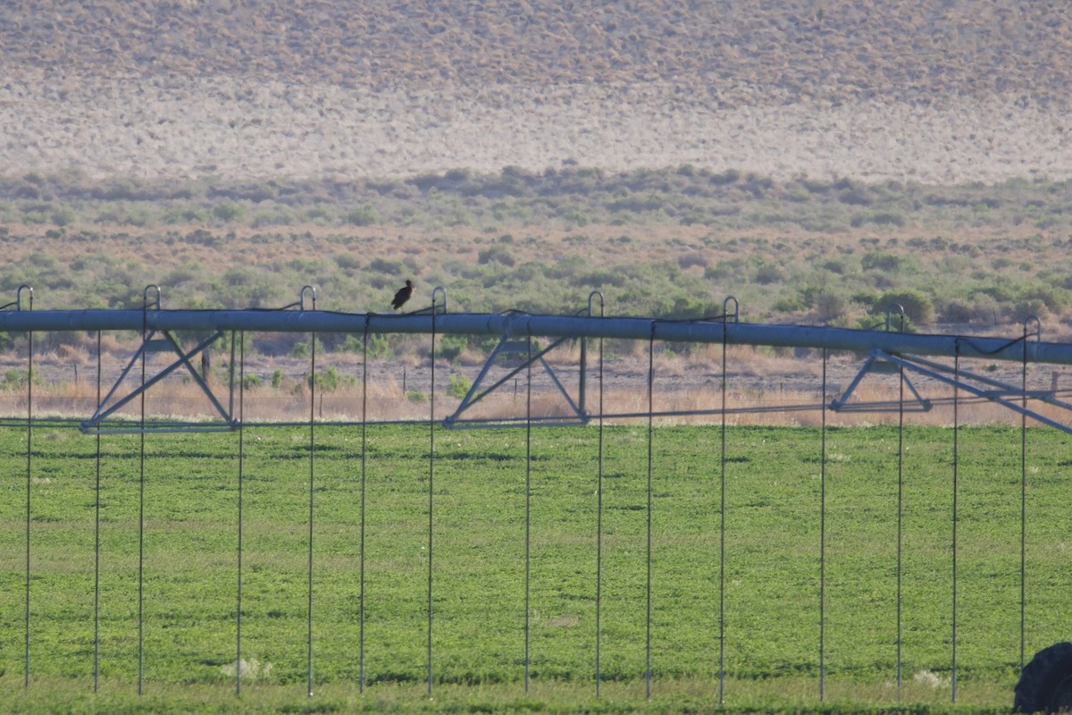 eBird Checklist - 25 May 2025 - Oasis Ranch - 59 species