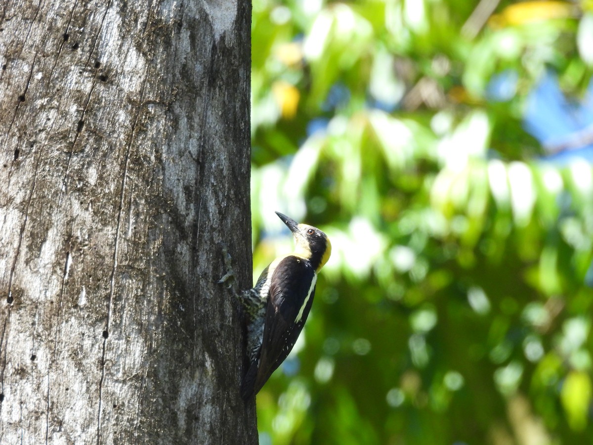 Golden-naped Woodpecker - ML637114613